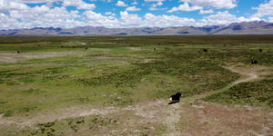 8K航拍西藏阿里地区草原牛羊39秒视频