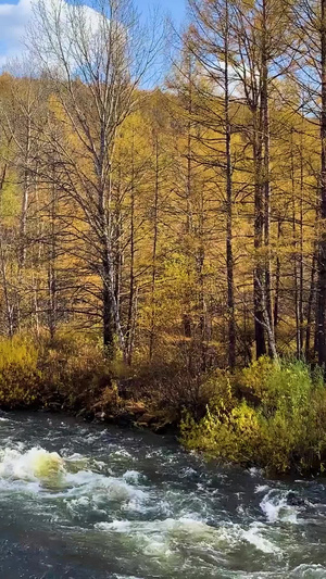 内蒙古兴安盟金色的秋天风光实拍视频旅游目的地31秒视频