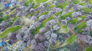 西藏林芝桃花村71秒视频