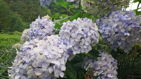 花花朵4K 视频