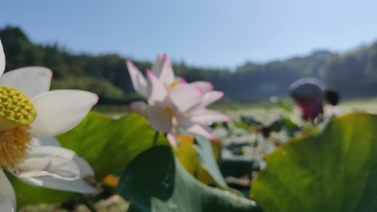 荷塘白色的莲花美景视频