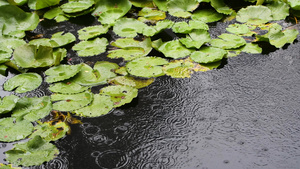 4K雨天池塘中的睡莲21秒视频