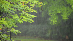 4K雨天的植物叶子特写23秒视频