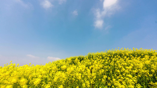 油菜花蓝天白云8K延时摄影视频