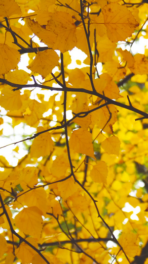 秋天的胡杨树特写秋天的大树11秒视频