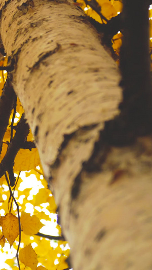 秋天的胡杨树特写金黄色11秒视频