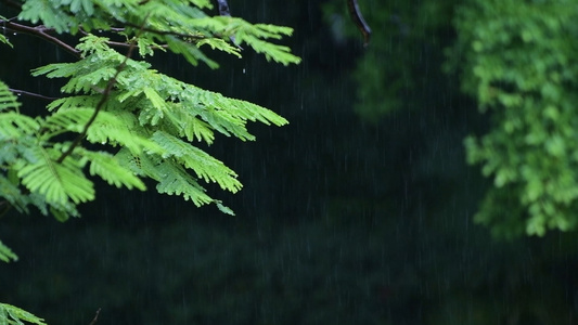 1080升格雨天的植物叶子特写视频