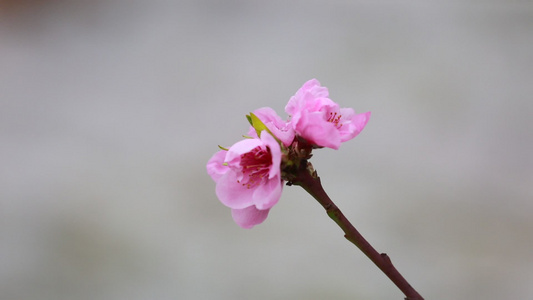 桃花开放特写视频