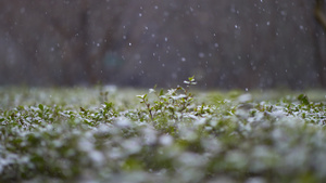 实拍四组雪景素材46秒视频