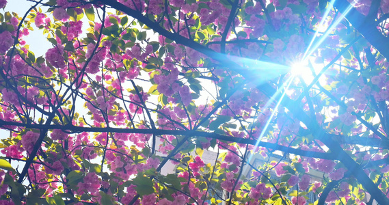 阳光下的樱花花朵花瓣视频