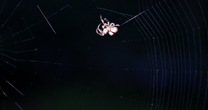 4K近距离拍摄蜘蛛织网捕食过程合集196秒视频