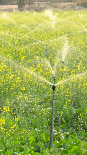 油菜花喷灌农业灌溉31秒视频
