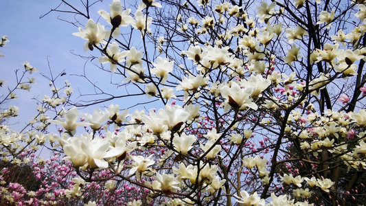 春天盛开的玉兰花视频