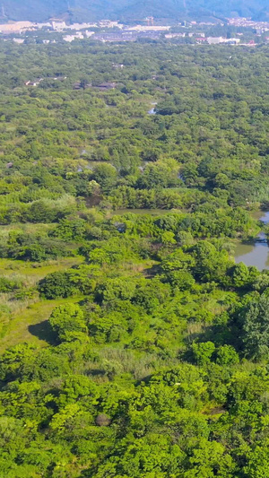 西溪湿地5A风景区洪园航拍111秒视频