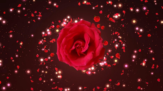 动态唯美玫瑰花粒子花瓣散发背景视频元素视频