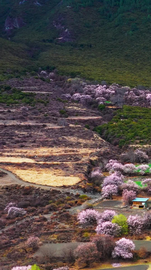 航拍美丽的林芝波密桃花沟藏族村落素材林芝旅游季44秒视频