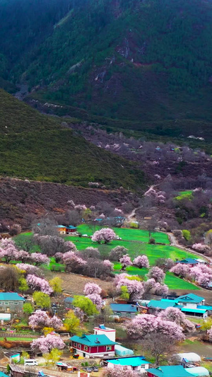 航拍美丽的林芝波密桃花沟藏族村落素材林芝旅游季44秒视频