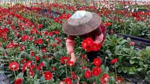 4K实拍花农采摘鲜花32秒视频