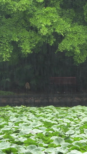 雨天的植物叶子特写深圳洪湖公园10秒视频