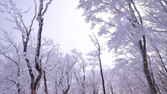 雪淞雾凇森林冰雪冰雪森林冬季森林实拍雪景视频