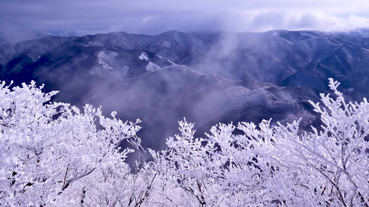雪淞雾凇森林冰雪冰雪森林冬季森林实拍雪景视频