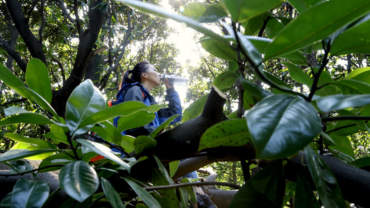 女孩坐在茂盛的大树上休息喝水视频