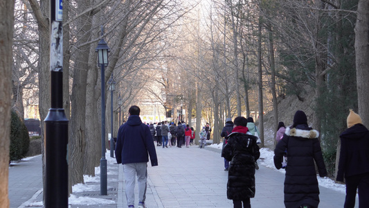 冬季圆明园游客小路林荫路马路 圆明园 5A级景 视频