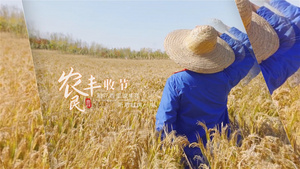 简洁中国农民丰收节图文展示AE模版56秒视频
