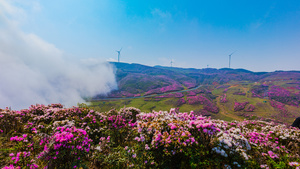 花海延时4K25秒视频