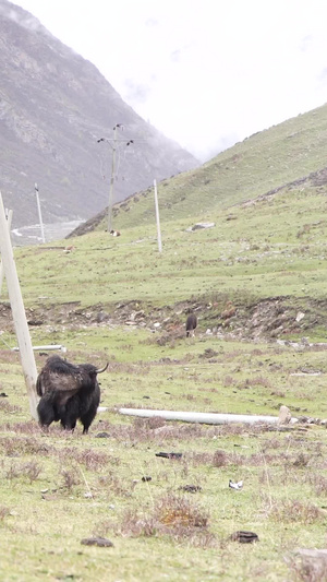 成群结队的牦牛在草原上吃草牛犊子25秒视频