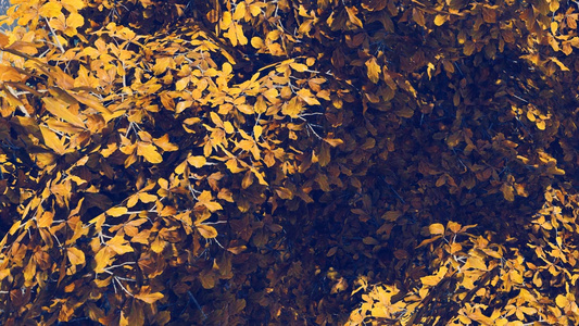 树叶背景视频