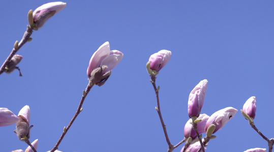 春季自然风光随风摇摆的花草合集视频