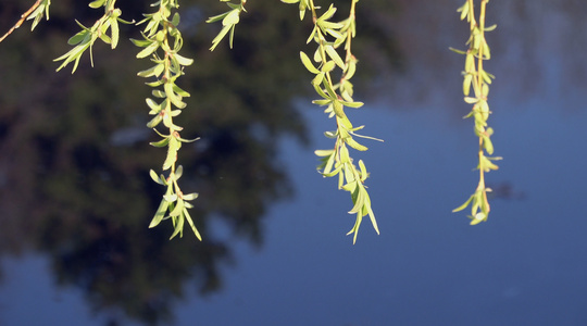 春季自然风光河边随风摇摆的柳树合集视频