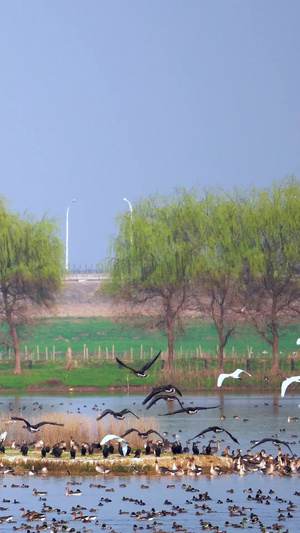 湿地成群结队候鸟归巢起飞壮观场面视频素材32秒视频