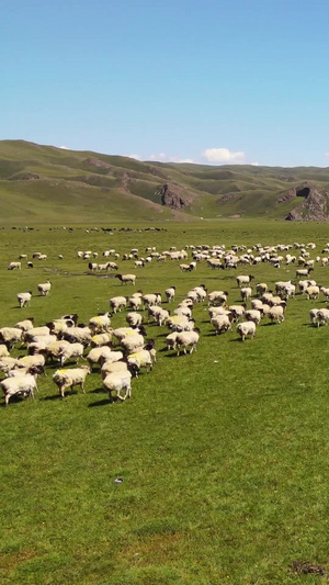 航拍新疆蓝天白云大草原上畜牧业放羊羊群奔跑素材风光素材62秒视频