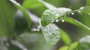 4K实拍春天雨水叶子上的水珠19秒视频