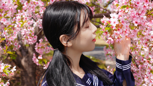 穿着JK制服的少女在赏樱花视频