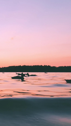 黄昏夕阳下低角度拍摄湖边嬉戏的天鹅情人节14秒视频