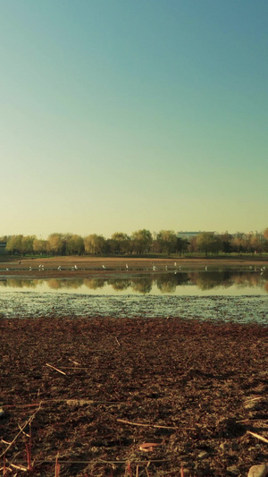 草滩湿地白鹭森林公园31秒视频