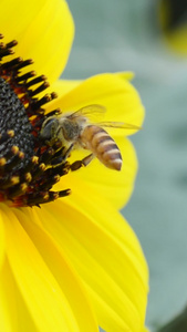 向日葵上的蜜蜂特写三伏天视频