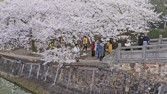 鼋头渚樱花园航拍【该视频游客无肖像权，请勿商用】[鹿顶山]视频