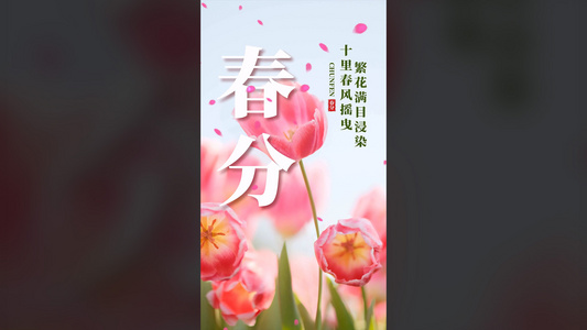 传统二十四节气春分视频海报视频