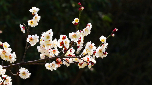 白梅花与蜜蜂视频