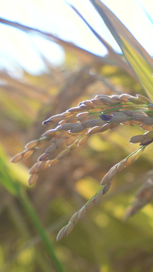 颗粒饱满的水稻世界粮食日10秒视频