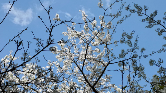 春暖花开视频