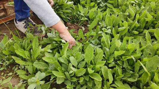 有机蔬菜种植采摘视频