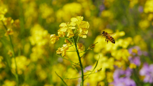 花丛中的蜜蜂[百花丛]视频