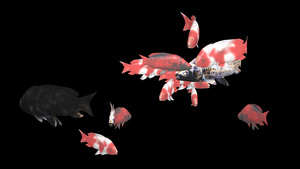 三维群鱼动画AE模板11秒视频
