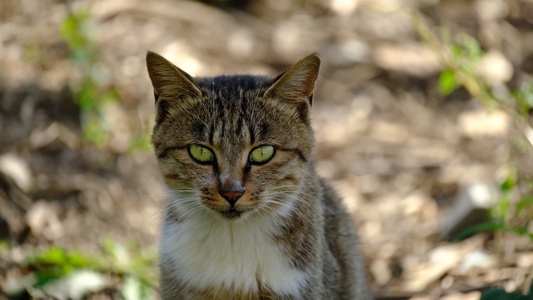 4K实拍可爱的猫咪空镜视频