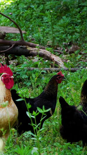 土鸡公鸡母鸡鸡群散养鸡养殖走地鸡18秒视频